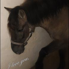 Konik Polski Nugat 