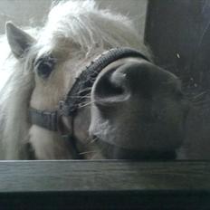 Shetlænder Sylvester (savnet)