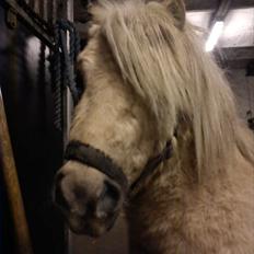 Shetlænder Sylvester (savnet)