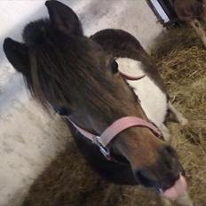 Shetlænder Momme (savnet)