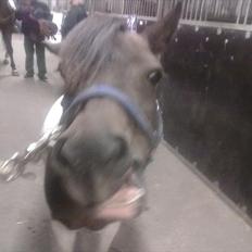 Shetlænder Momme (savnet)