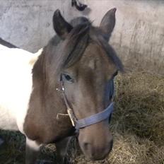 Shetlænder Momme (savnet)