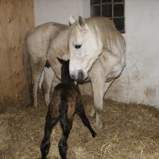 Anden særlig race Baldrian *givet væk*