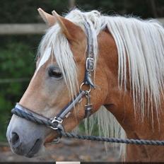 Haflinger Molly Virkelyst