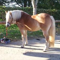 Haflinger Molly Virkelyst