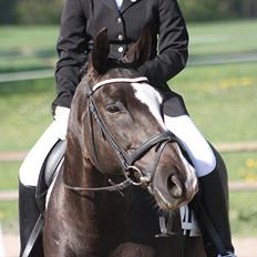 Dansk Varmblod Kastaniegården Charleston