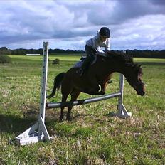 Anden særlig race Flika