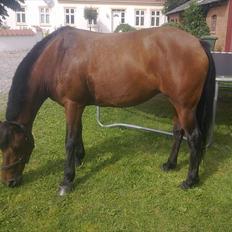 Anden særlig race Flika