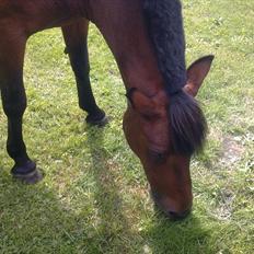 Anden særlig race Flika