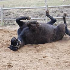 Anden særlig race Mallory