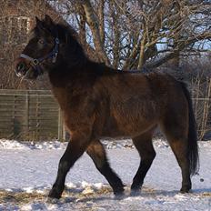 Anden særlig race Mr. Winchester- Winni *SOLGT*