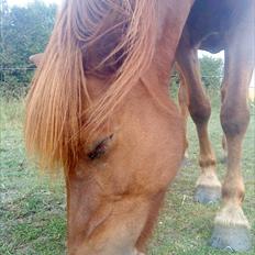 Islænder Snekkja (R.I.P)