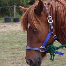 Islænder Snekkja (R.I.P)
