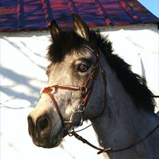 Anden særlig race Quit Pretty A-pony