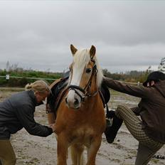 Haflinger Wi-Quartz