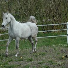 Arabisk fuldblod (OX) Faxline - rip 2016