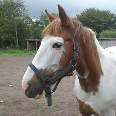 Anden særlig race Flamme (Solgt)