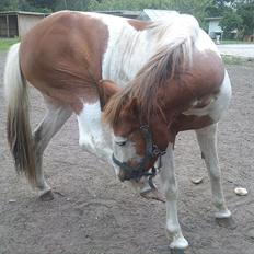 Anden særlig race Flamme (Solgt)