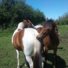 Anden særlig race Flamme (Solgt)