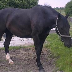 Oldenborg Aldrups Neganos