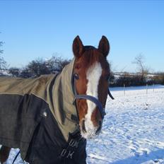 Belgisk Sportspony barina