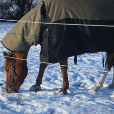 Belgisk Sportspony barina