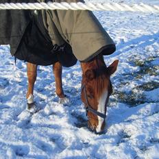Belgisk Sportspony barina