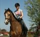 Welsh Cob (sec D) Triumph F. Lillenæsgaard