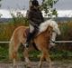 Haflinger Wi-Quartz