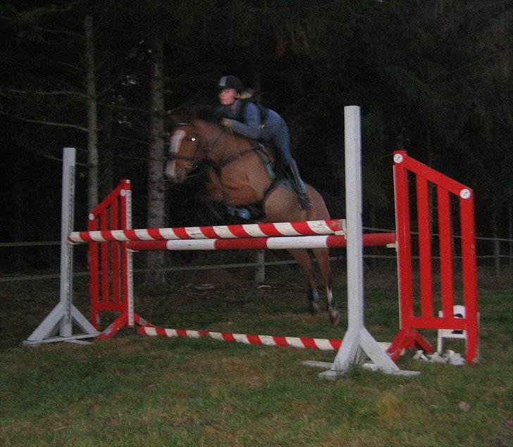 Anden særlig race SCT. Hans Solgt savnet <3 - smukke
Springet her er 115 cm ELSKER Hans <33 billede 15