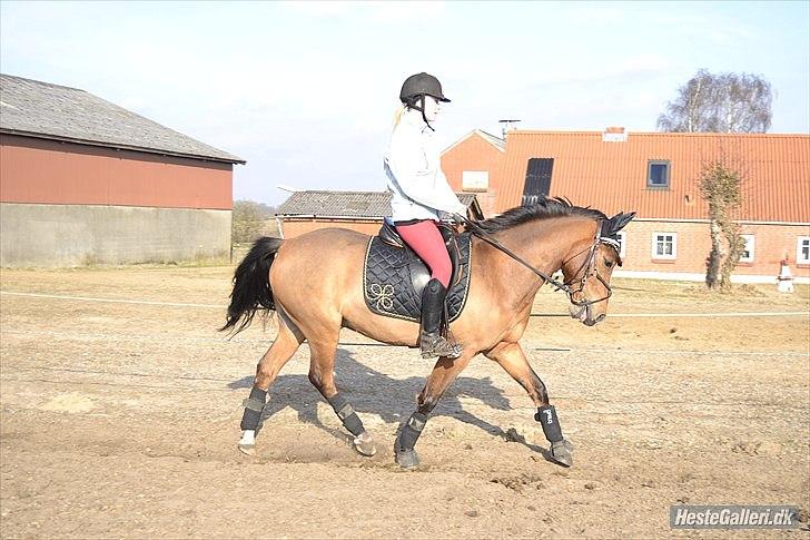 Anden særlig race SCT. Hans Solgt savnet <3 - billed: *MND-PHOTO*  billede 16