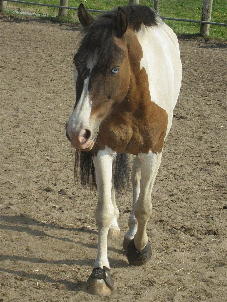 Anden særlig race Ebonys Surprise   (solgt/ R.I.P) billede 11