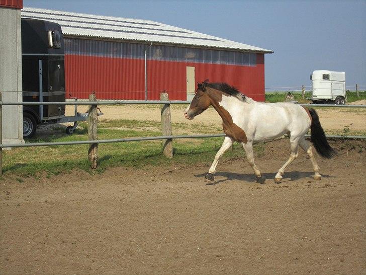 Anden særlig race Ebonys Surprise   (solgt/ R.I.P) billede 13