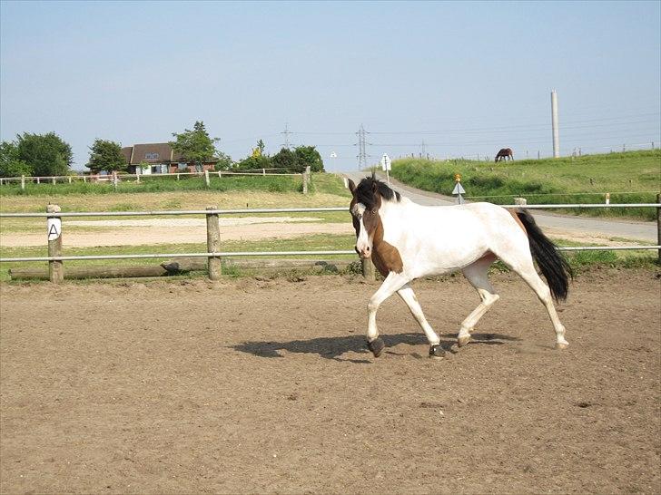 Anden særlig race Ebonys Surprise   (solgt/ R.I.P) billede 16