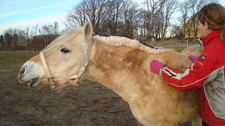 Fjordhest Almtoftlunds Maja billede 5