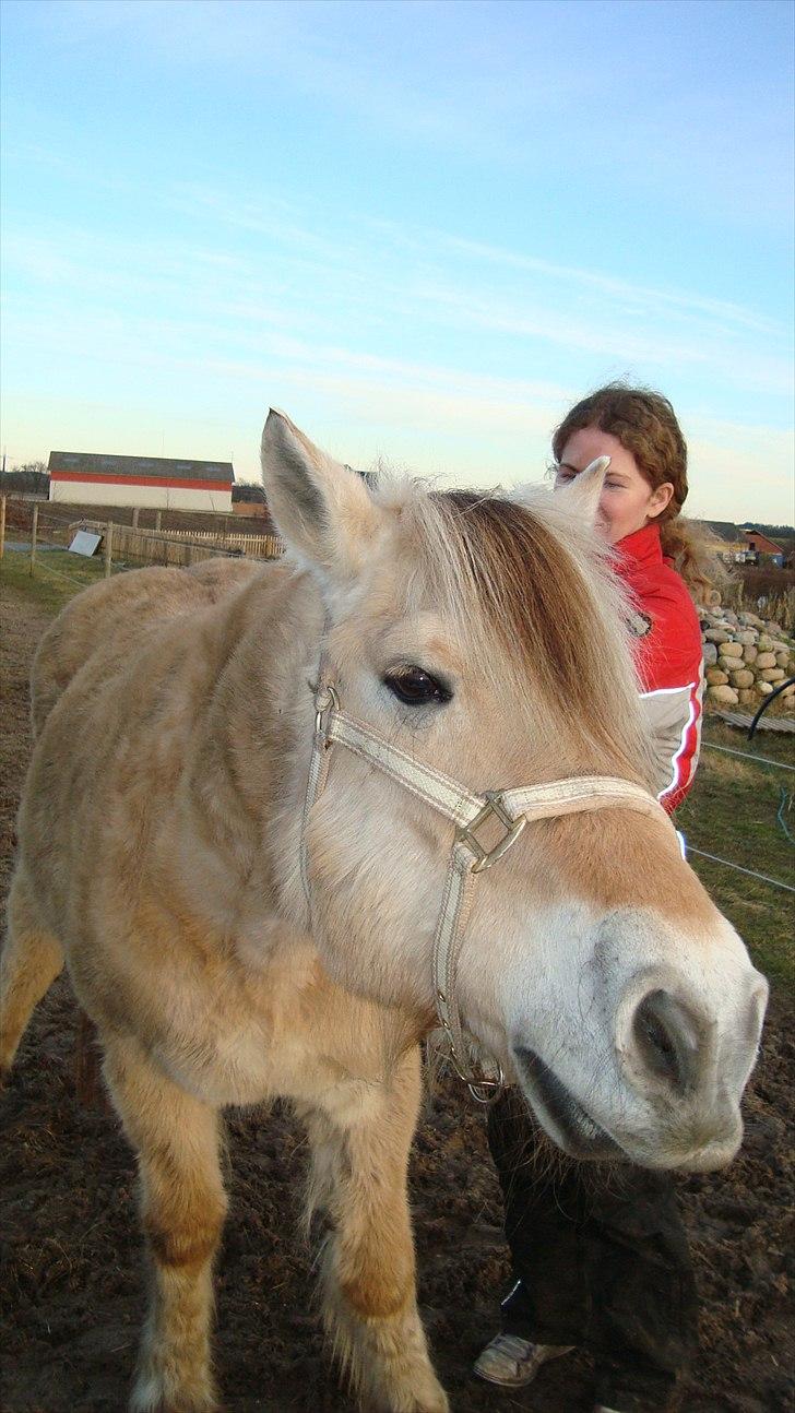 Fjordhest Almtoftlunds Maja billede 6
