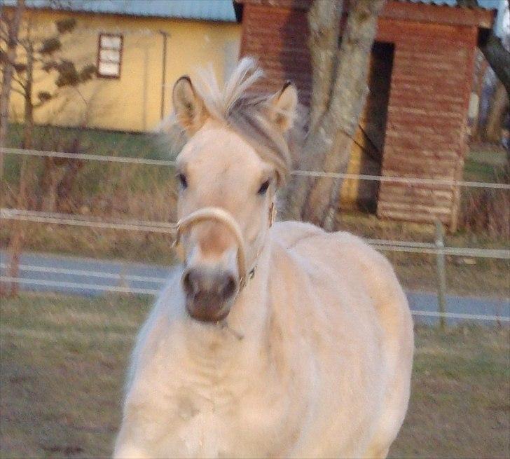 Fjordhest Beauty Granly billede 13