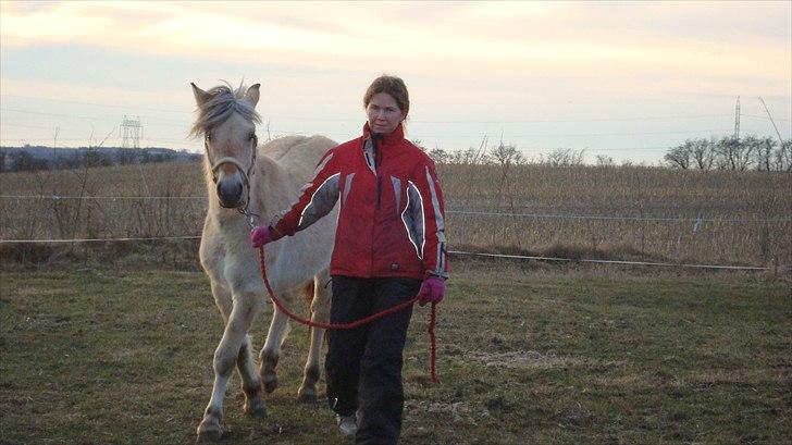 Fjordhest Beauty Granly billede 14