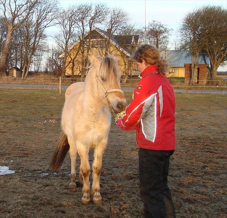 Fjordhest Beauty Granly billede 15