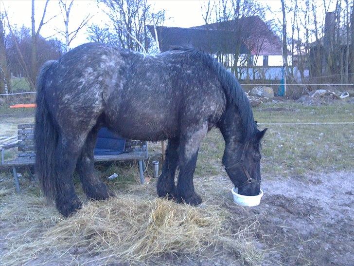 Belgier Bormosens Herkules - så stor er han blevet :D  billede 12