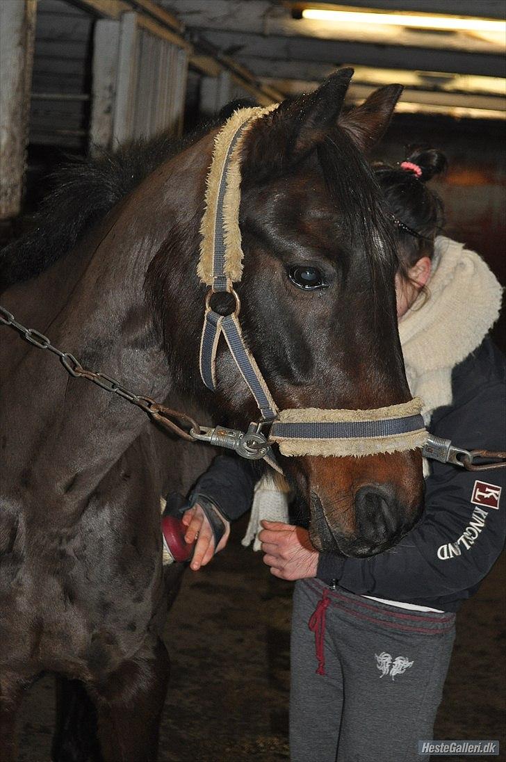Anden særlig race Dixie - gør os klar til distriks stævne billede 13