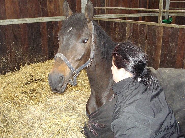 Dansk Varmblod møgelmosegårds royal dancer billede 3