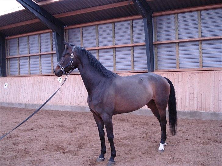 Dansk Varmblod møgelmosegårds royal dancer billede 5