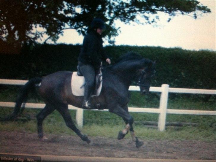 Dansk Varmblod møgelmosegårds royal dancer billede 6