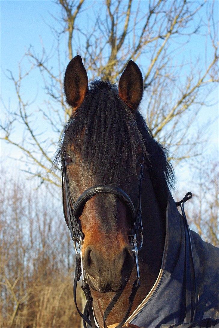 Oldenborg De Nero Af Støvlebæk billede 5