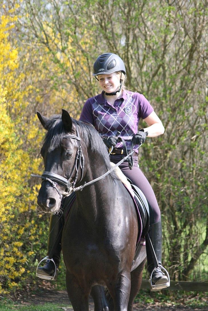 Hannoveraner Royan - Smukke Royan :) billede 3