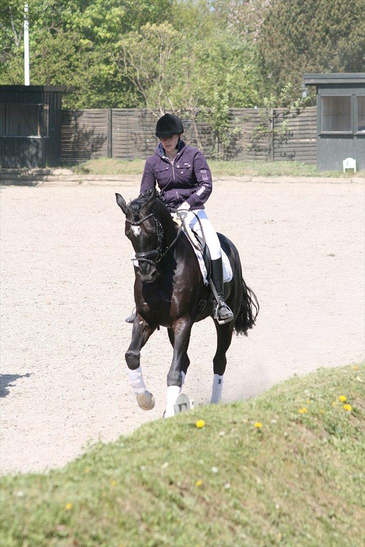 Hannoveraner Royan billede 4