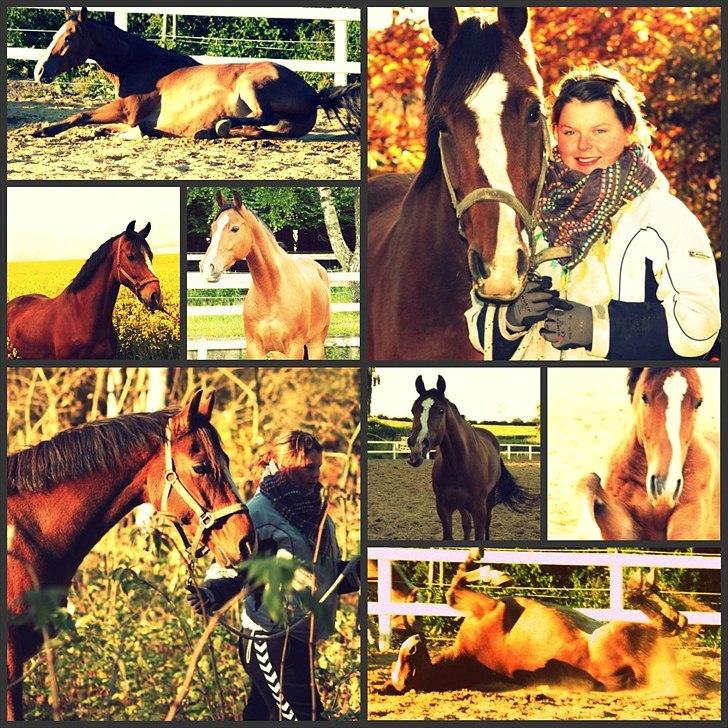 Dansk Varmblod Stokbroens Camaro billede 12