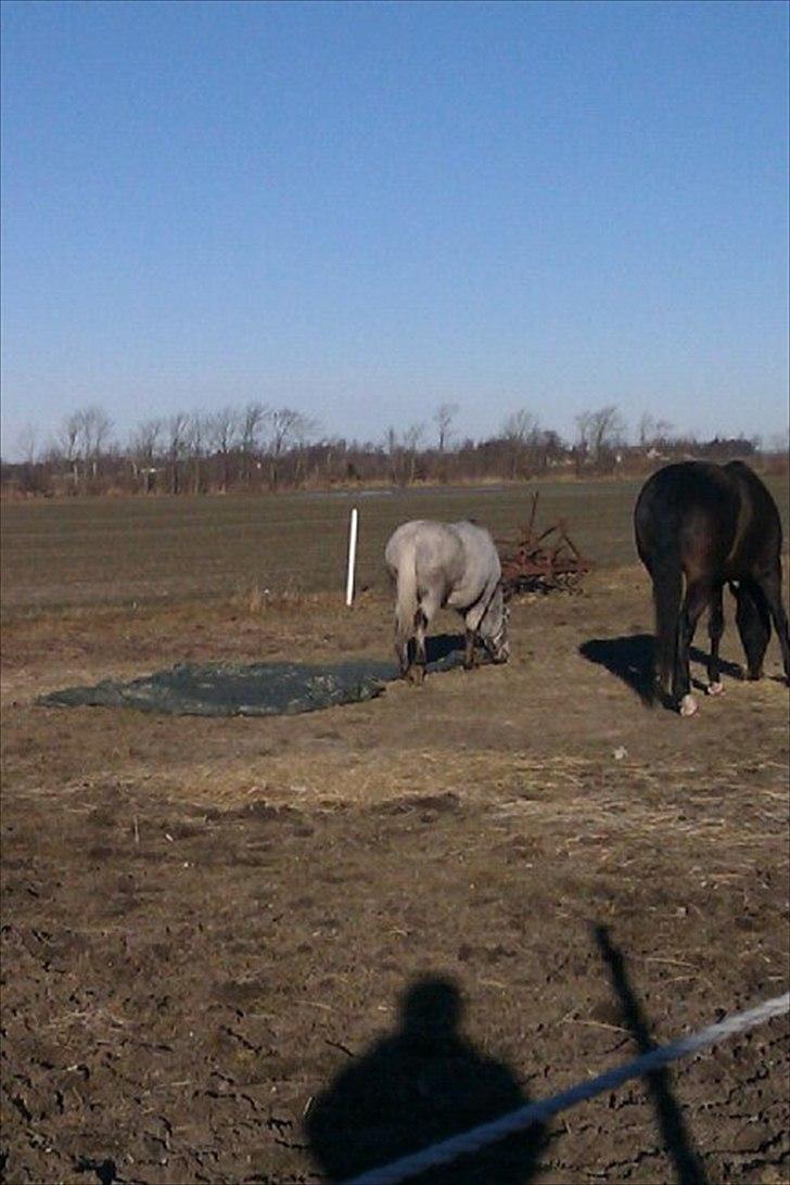 Knabstrupper Candy<3 Aka. Pony! tidl. hest - Candy der undersøger plastic!<3 billede 8