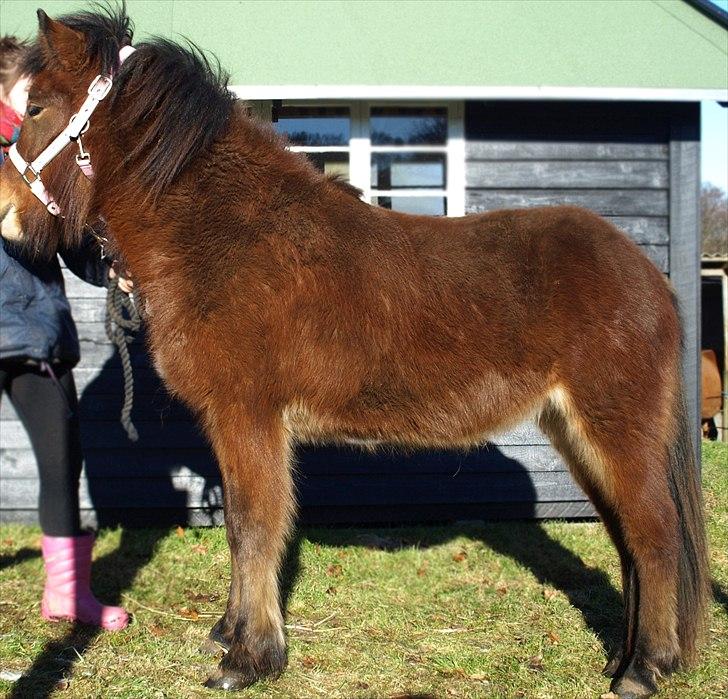 Islænder Dís fra Martinez - Dís d. 12 februar 2011 - 1½ opstillet til bygningsbillede. Foto: Mor billede 18